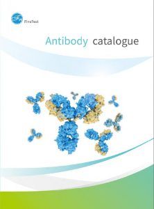 Antibodies