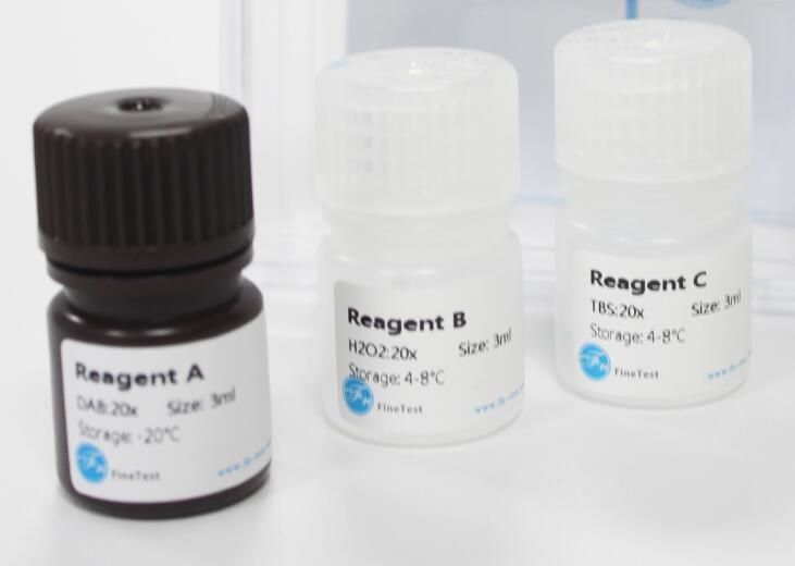 Bca Protein Assay Kit Wuhan Fine Biotech Co Ltd