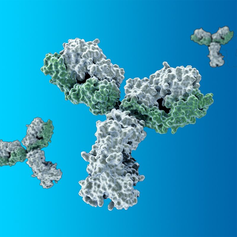 Antibody