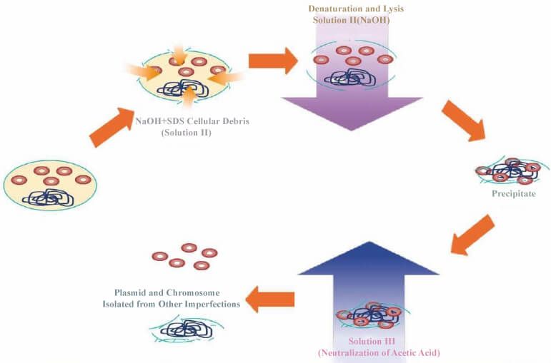 Preparing Plasmid DNA