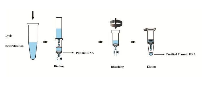 Plasmid Extraction Steps