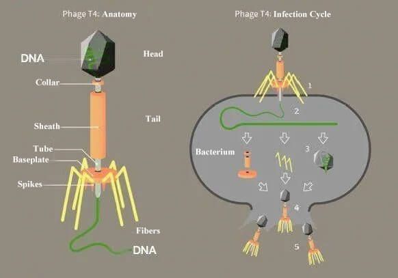 Phage Structure