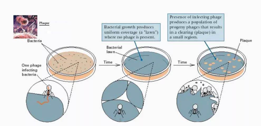 Phage Application