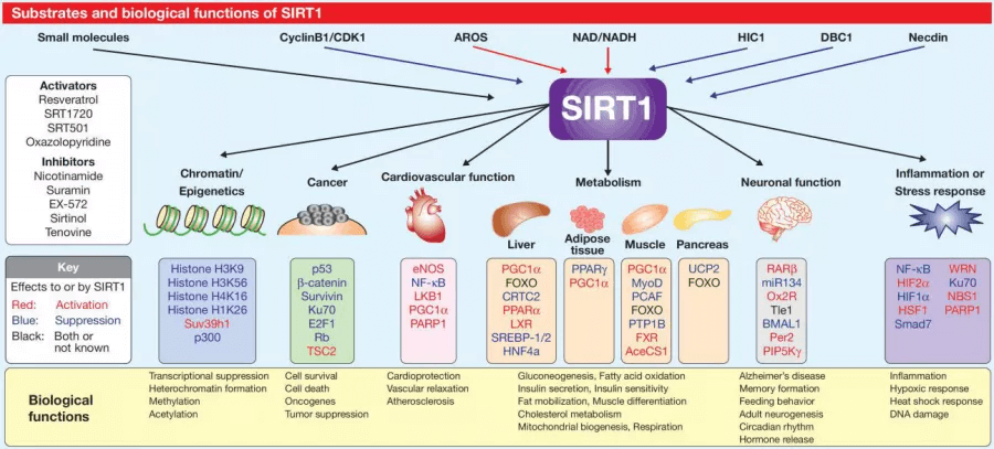 SIRT1