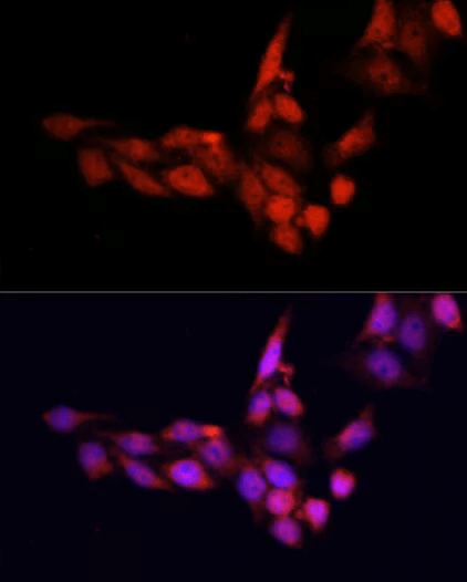 Immunofluorescence