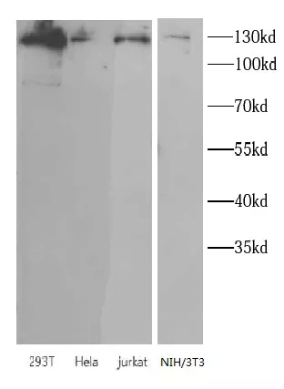 Western Blot