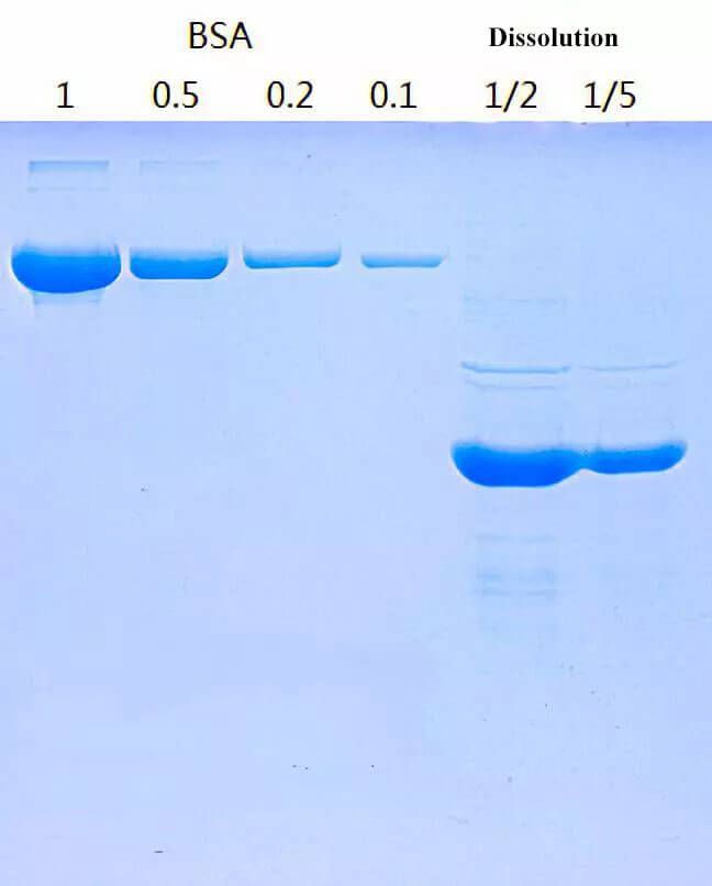 Inclusion Bodies Protein - Dissolution Process