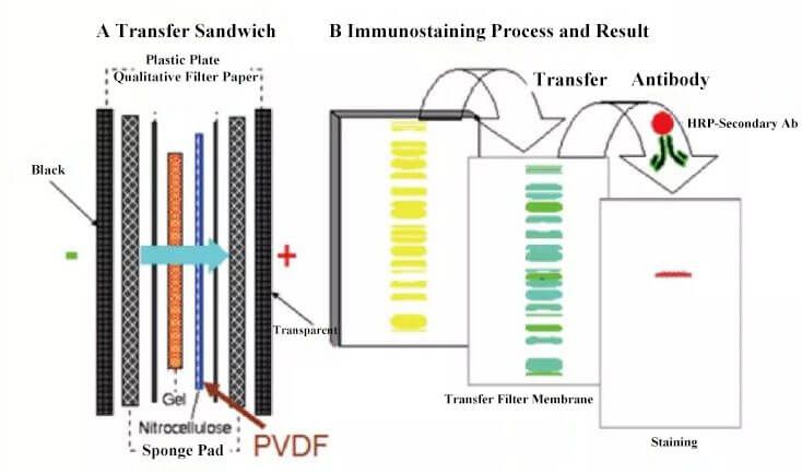 Western Blot