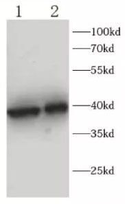 Western Blot Antibody