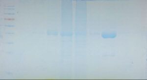 15min Protein Staining