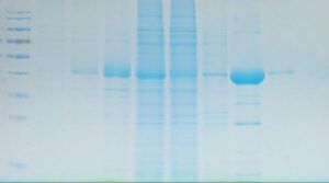 1h Protein Staining