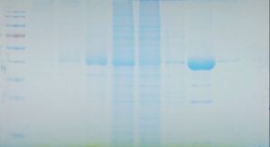 30min Protein Staining