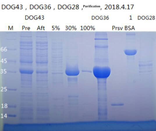 SDS-PAGE Validation