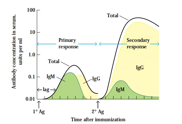 Antibody Production: Animal Immune