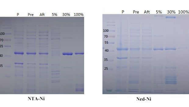 Ni Column Purification: NTA-Ni-Ned-Ni