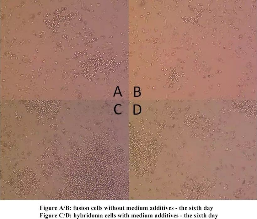 Monoclonal Antibody Fusion