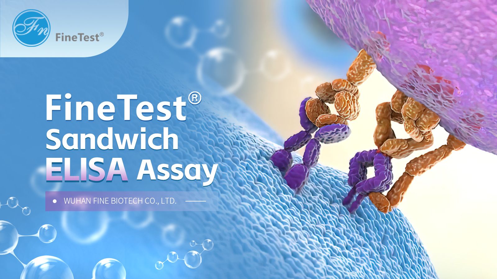 FineTest® ELISA Kit Operation Guide-Sandwich