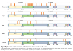 SARS-CoV-2 Variant: antibodies and proteins