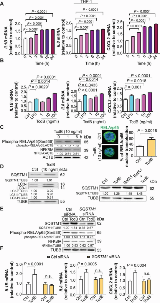 Autophagy