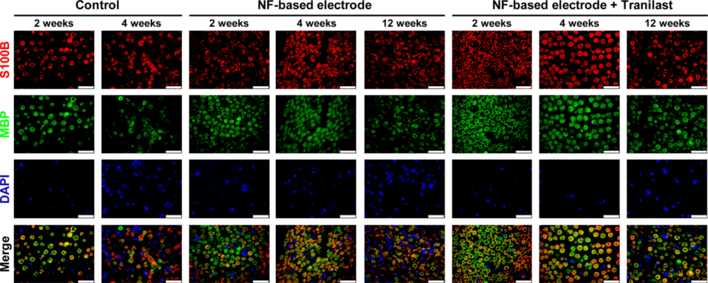 Immunofluorescence Neurobiology