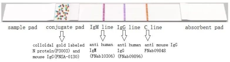 IgG IgM test