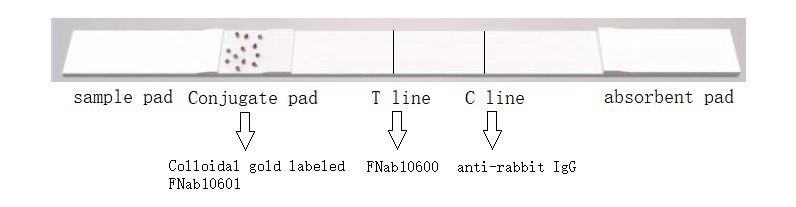 antigen test