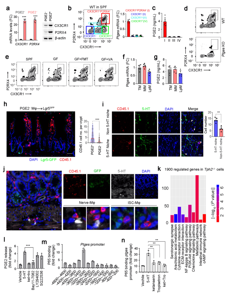 Stem Cell - PGE2+ macrophage