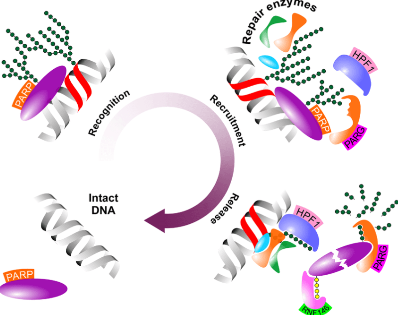 DNA Damage Repair