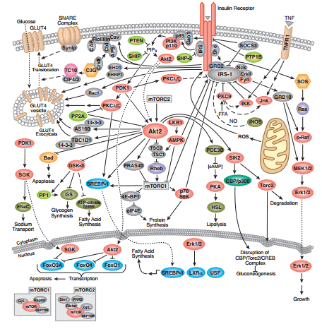 PI3K AKT mTOR Pathway