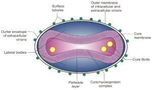 Monkeypox Virus