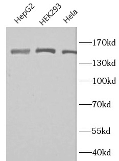 desmoglein-2-wb