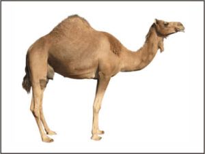 Camel