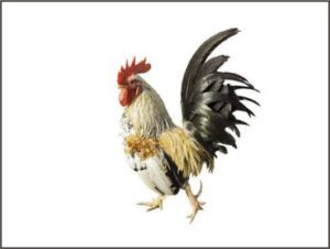 Chicken ELISA Kits