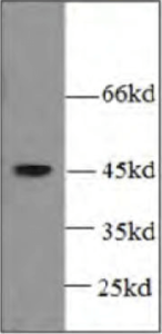 tag antibodies: His-Tag