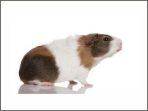 Guinea pig