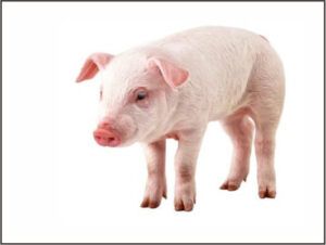 Porcine ELISA Kits