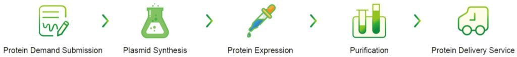 custom recombinant protein service