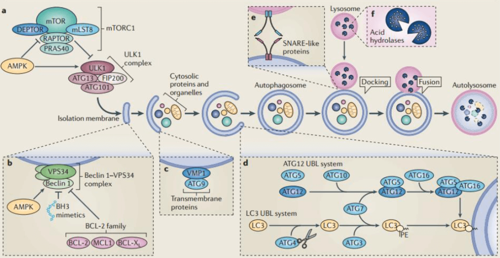 Ubiquitination