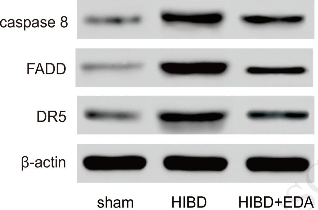 FADD protein