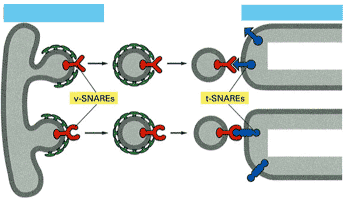 vesicular transport