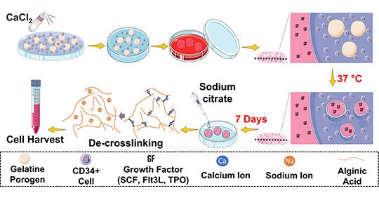 cell therapy