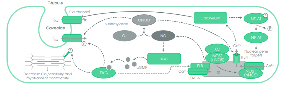 NOS1 Signaling Pathway