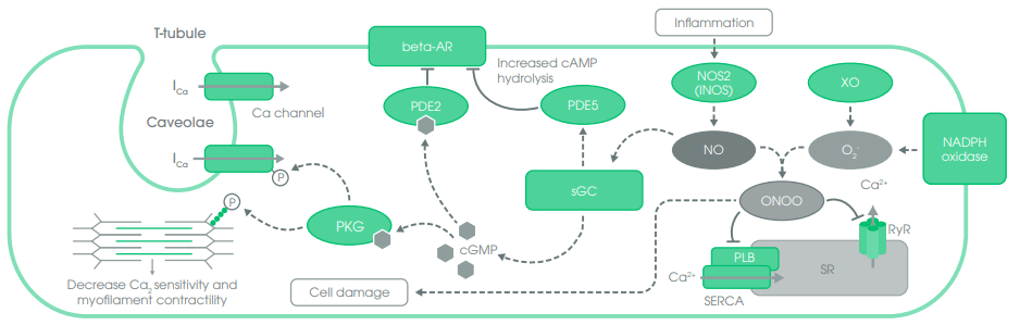 NOS2 Signaling Pathway