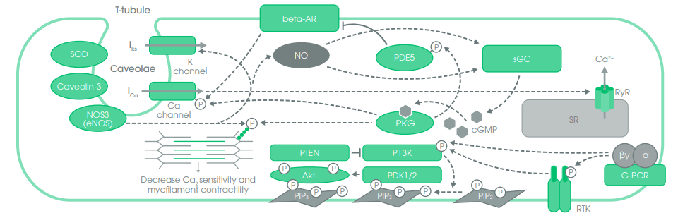 NOS3 Signaling Pathway