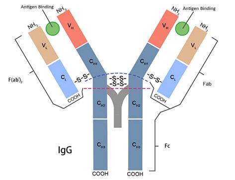 primary and secondary antibody