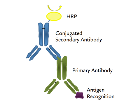 primary and secondary antibody_2