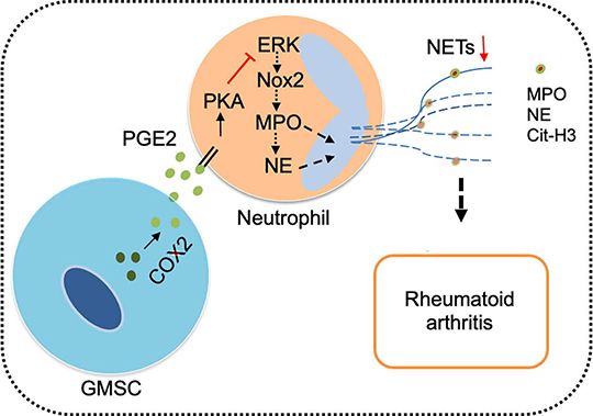 rheumatoid arthritis