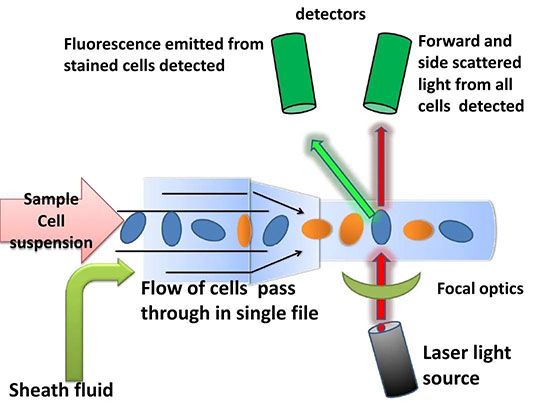 flow cytometry