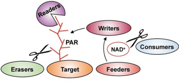 ADP-ribosylation