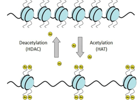 Acetylation in post translational modification